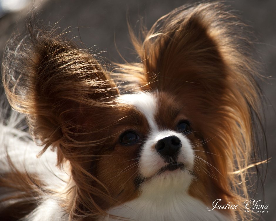 Папильон соболиный