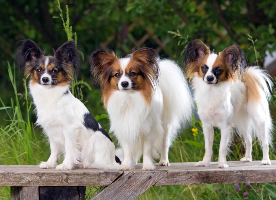 Мальтийский Папильон