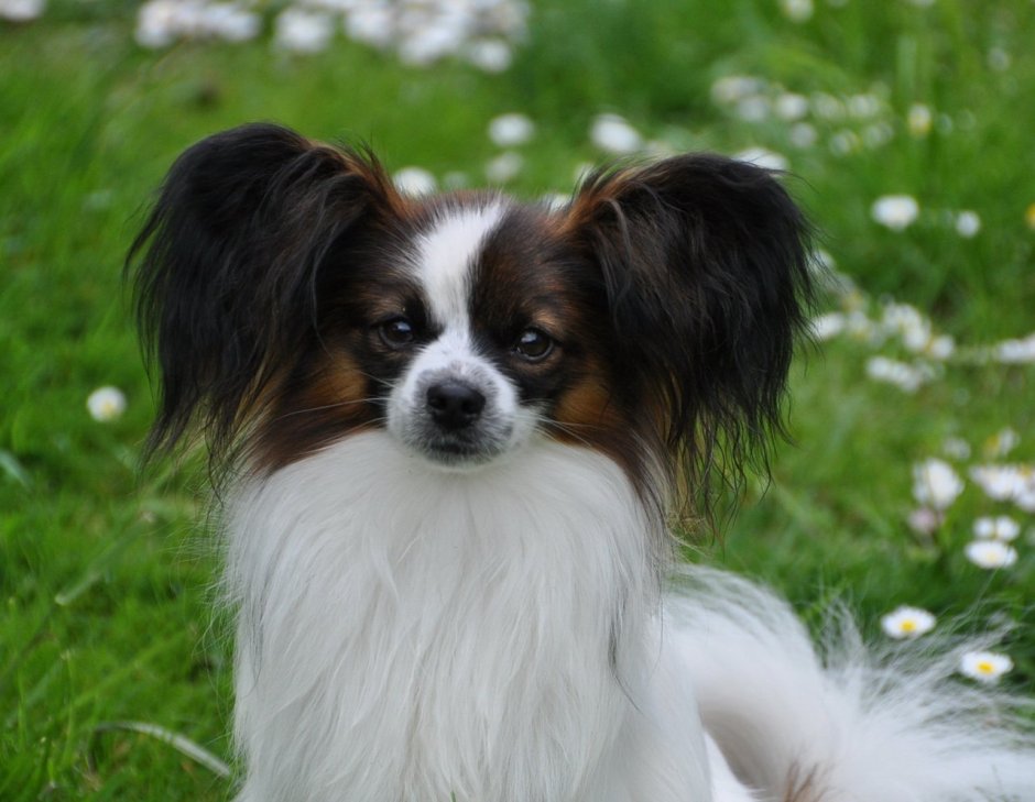 Порода собак Папильон