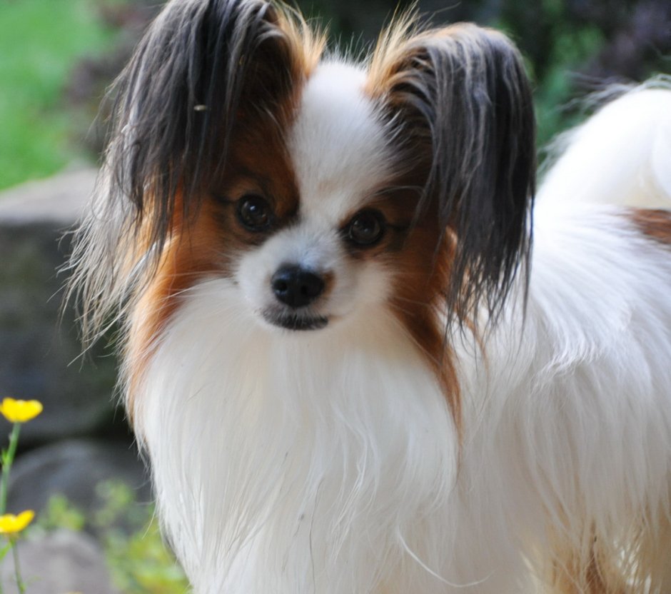 Королевский Папильон