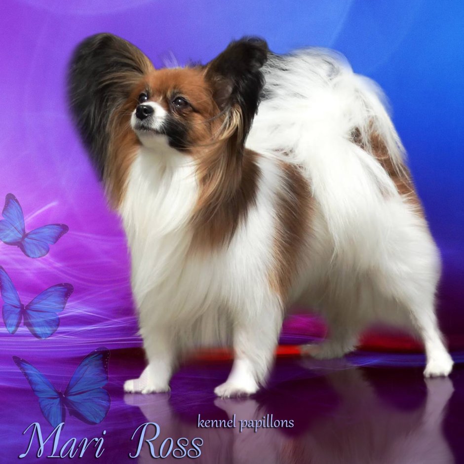 Папильон Баттерфляй