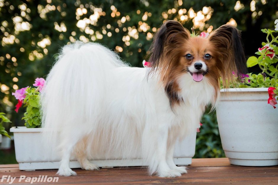 Папильон собака