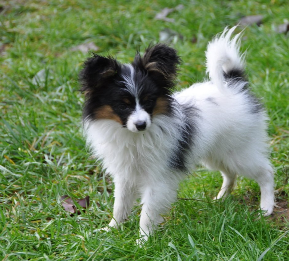 Той спаниель Папийон