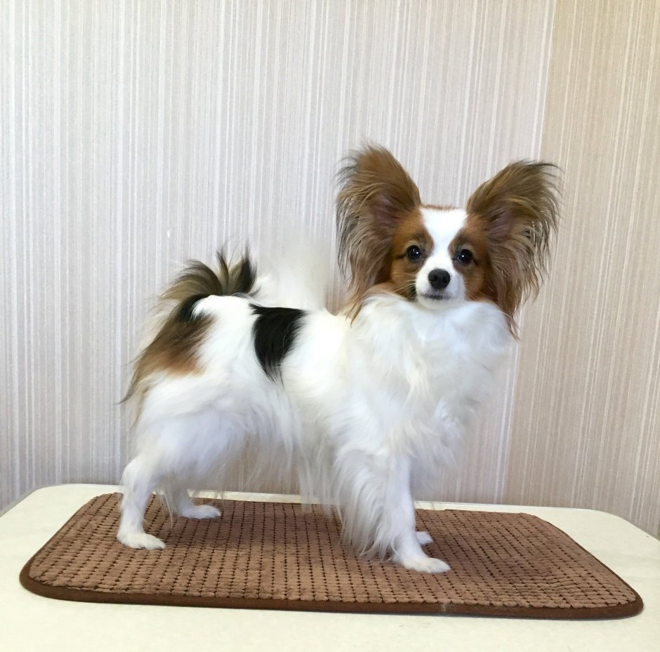 Папильон и Йорк