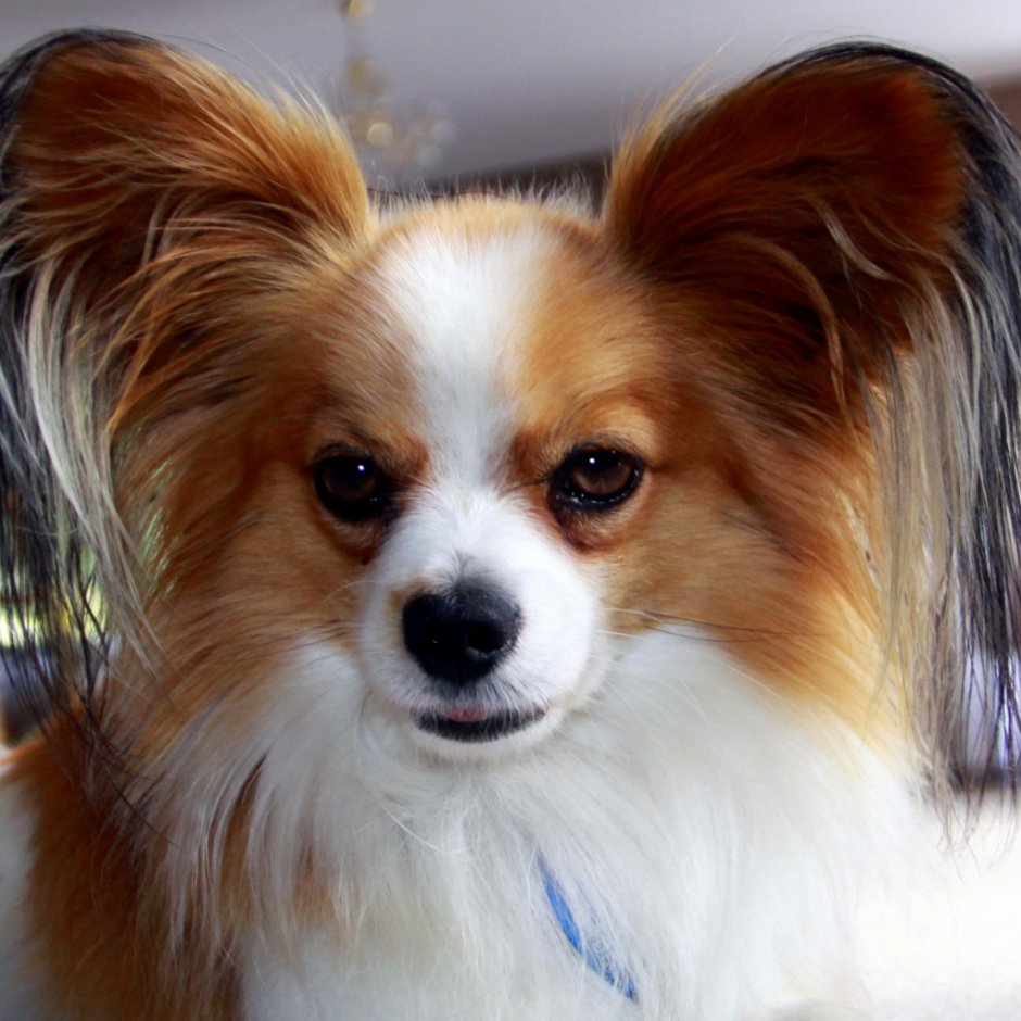 Французский Папильон болонка