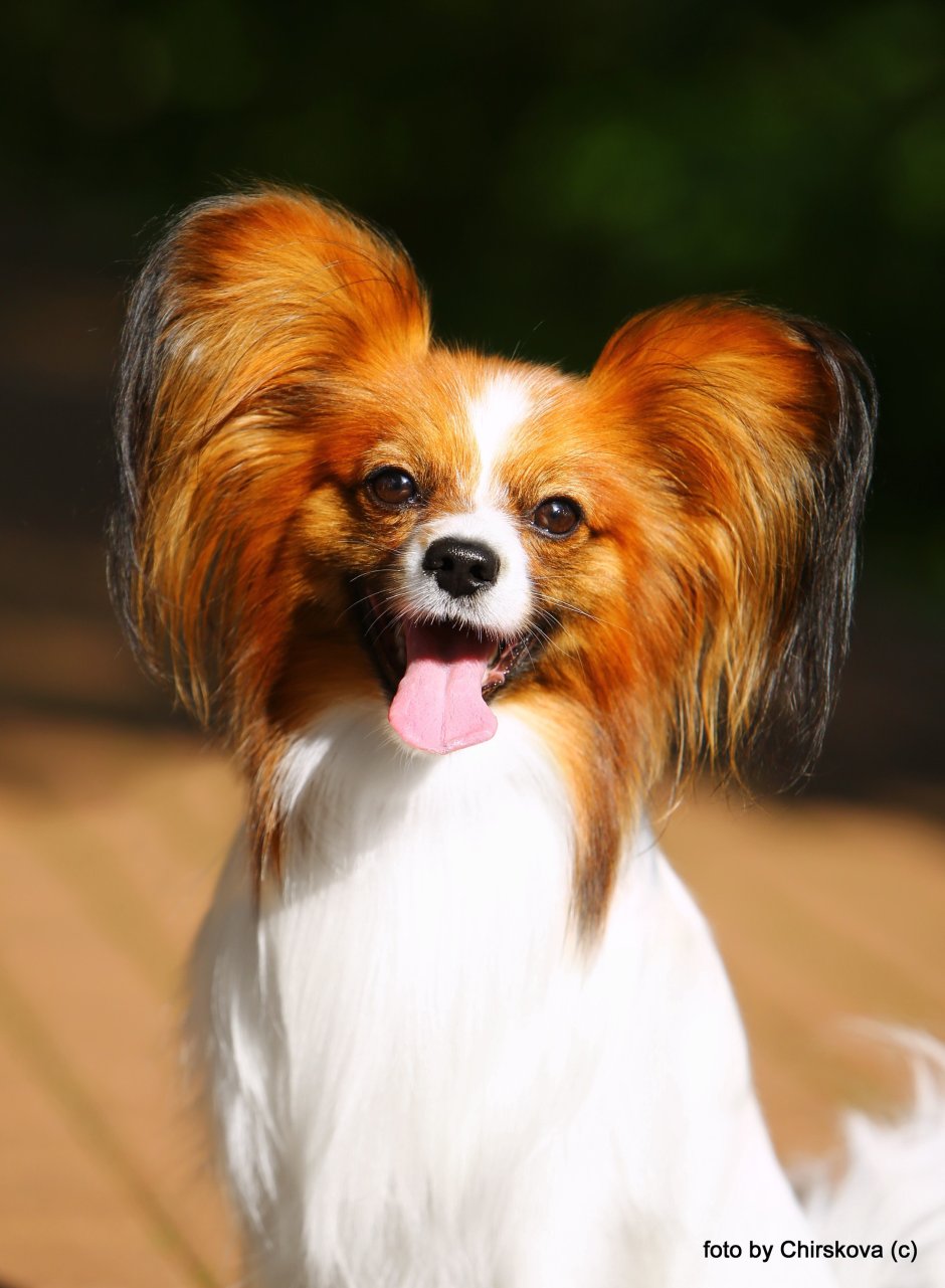 Папильон собака гладкошерстный