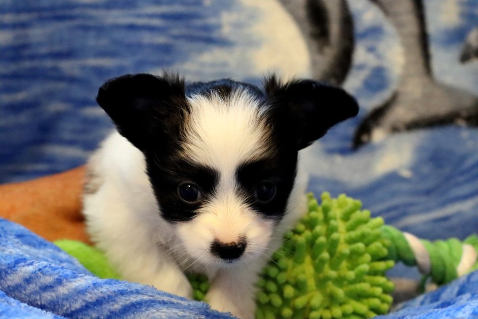 Порода собак Папильон