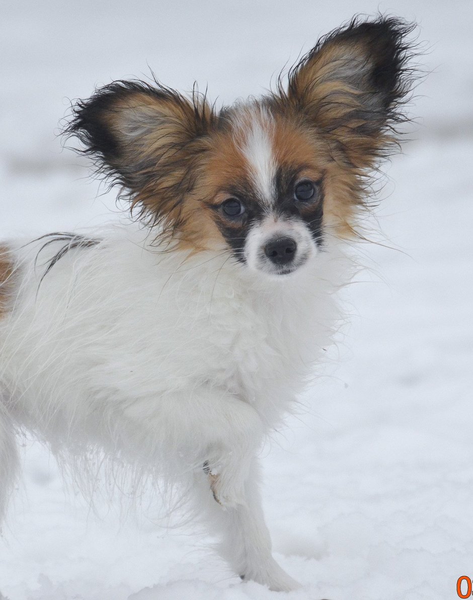 Папильон собака