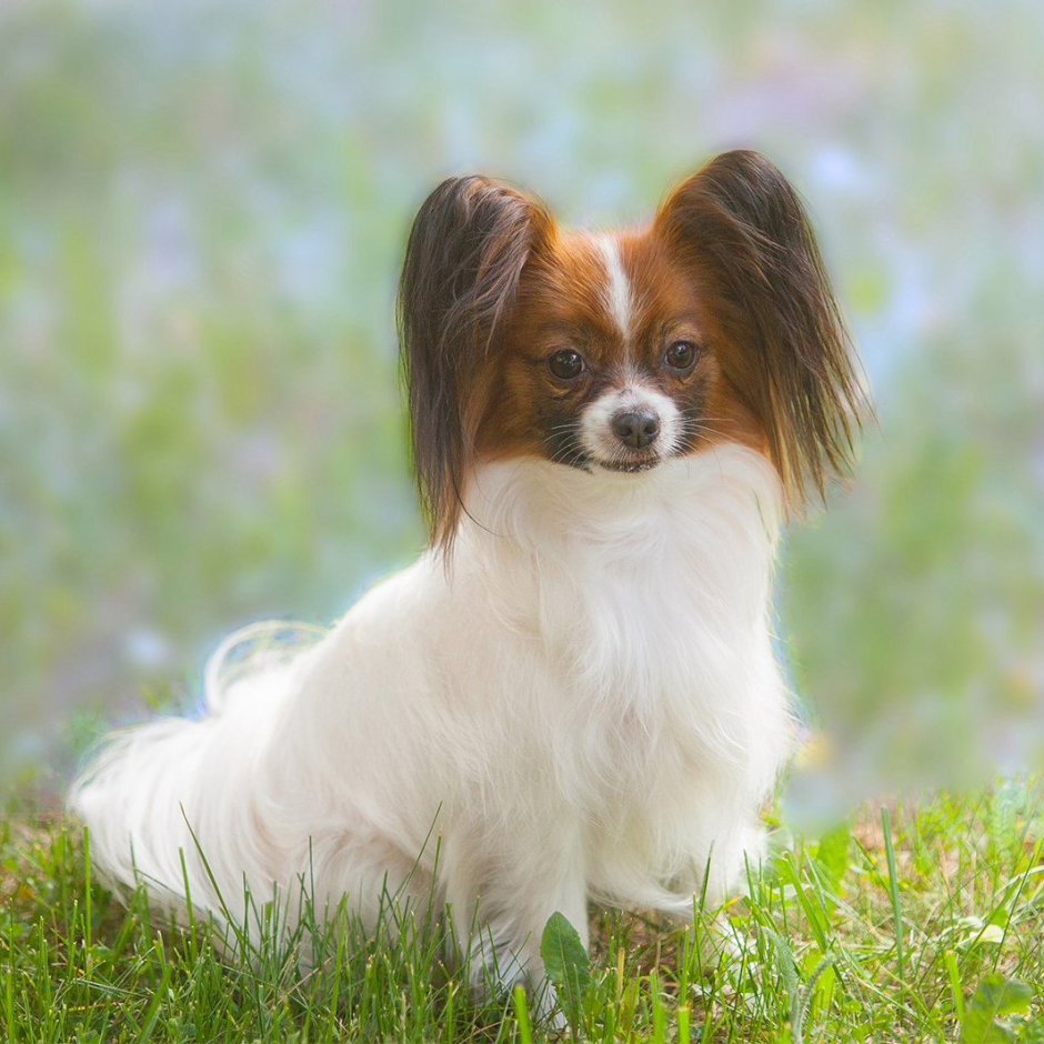 Маленькие дорогие собаки