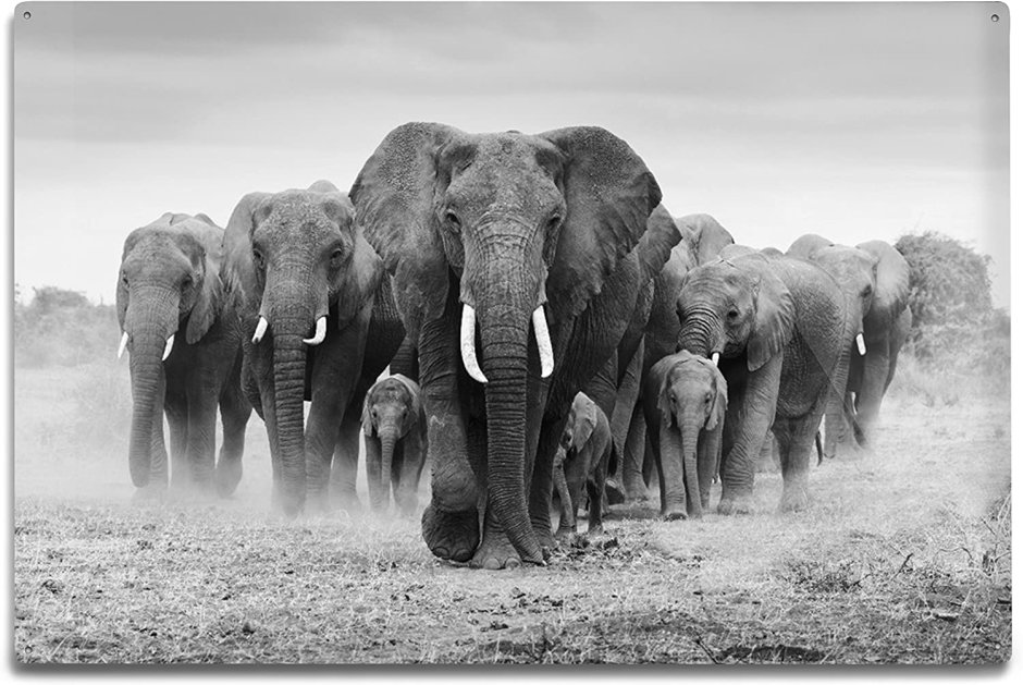 Elephants 1878