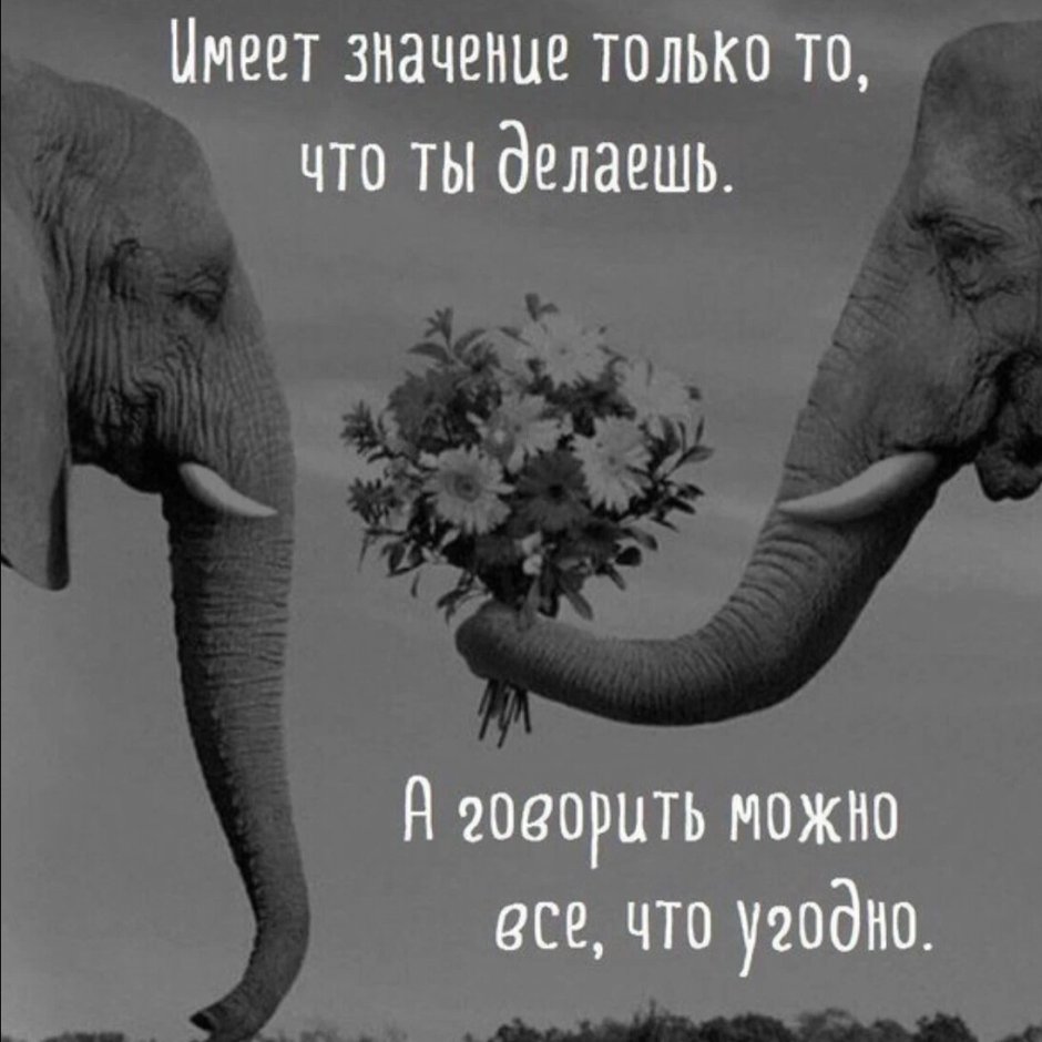 Морда слона вектор