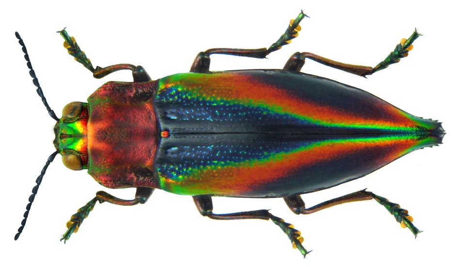 Cyphogastra albertisi