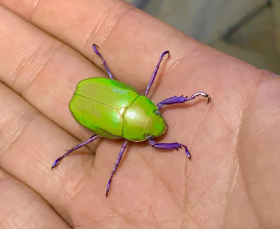 Пластинчатоусые жуки Chrysina