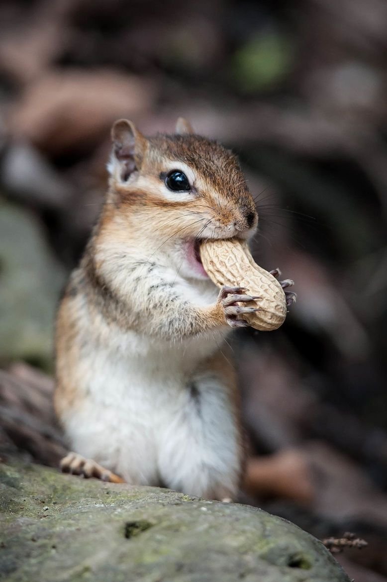 Милый бурундучок