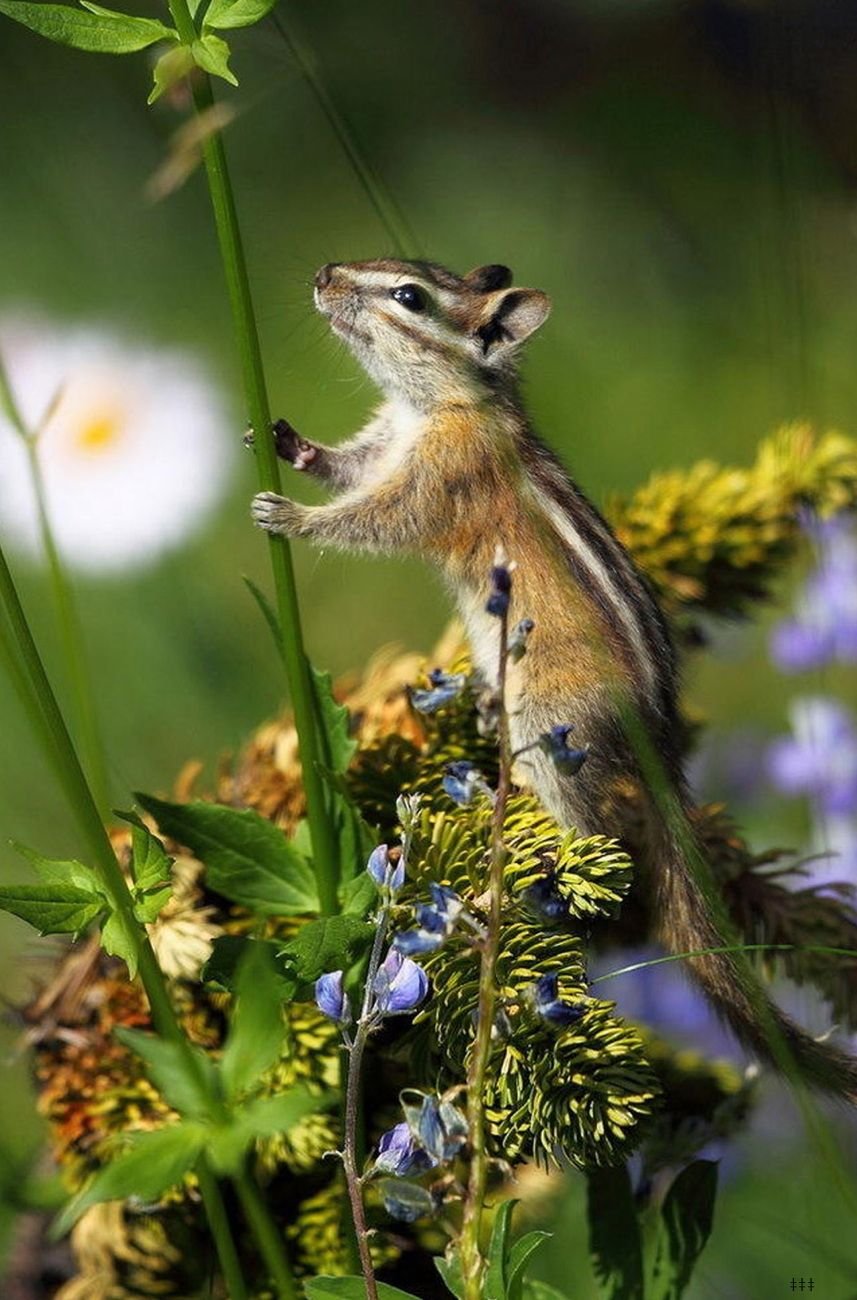 Шиншилловые бурундуки