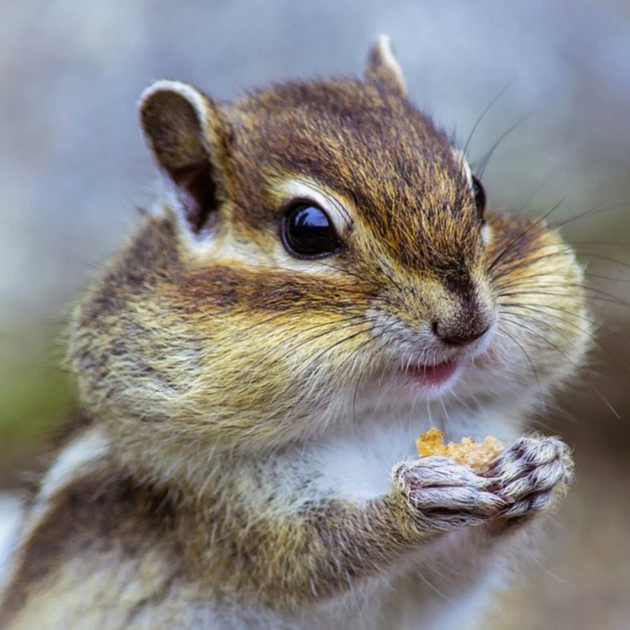 Хомяк Бурундуковый