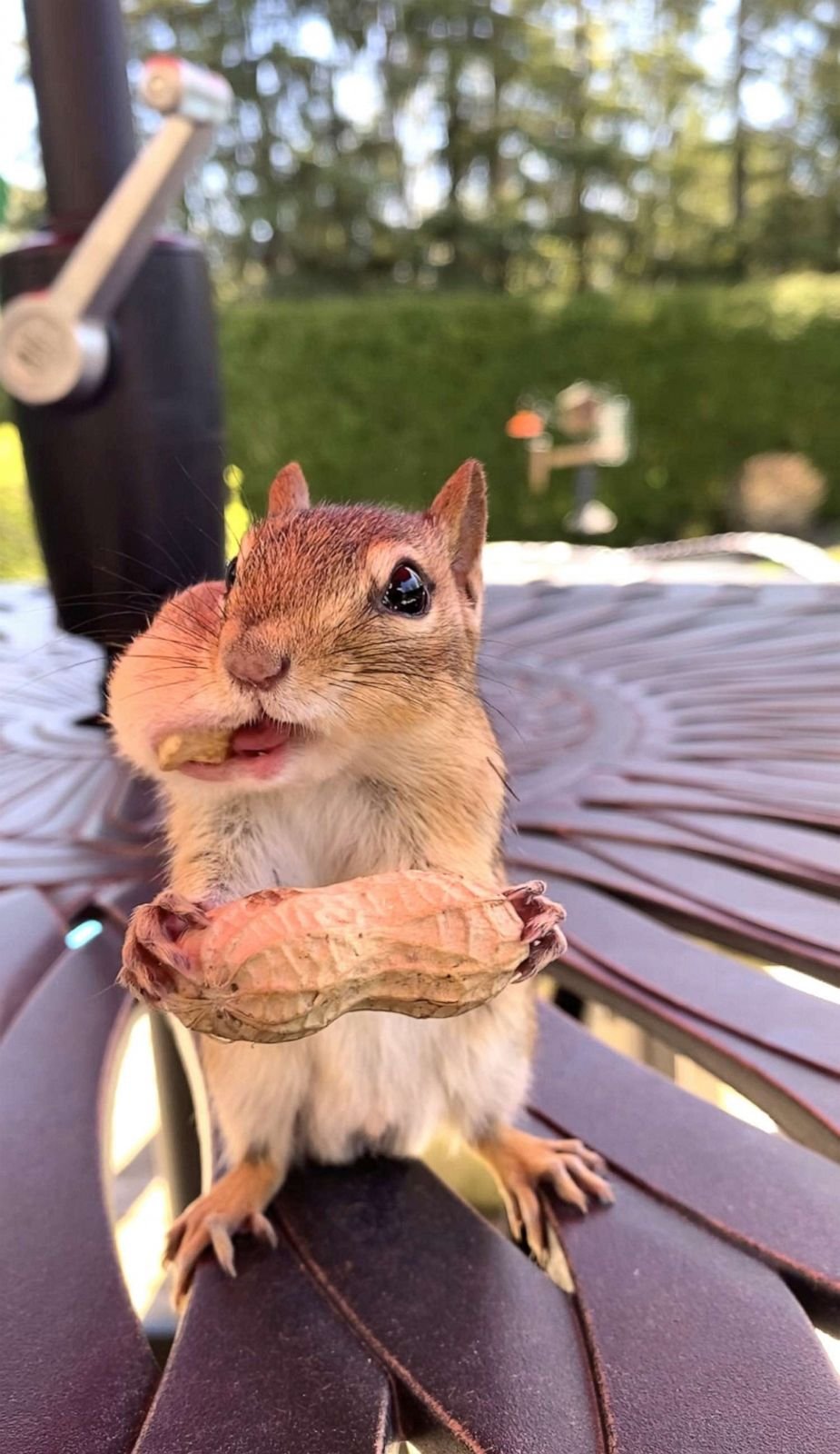 Семейка бурундуков