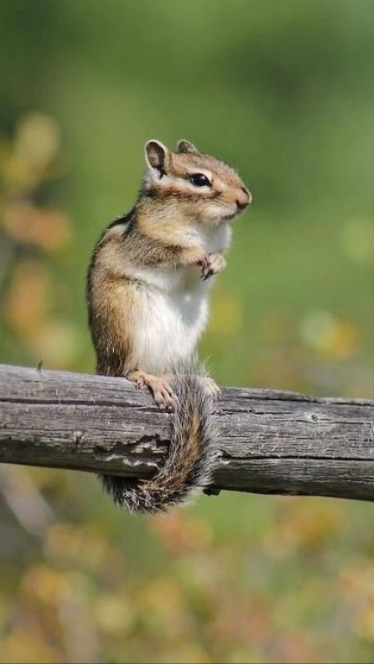 Бурундук зевает