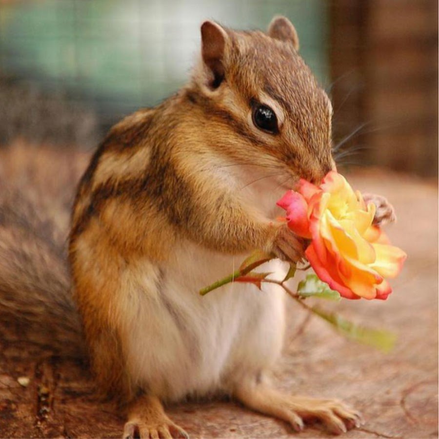 Бурундук референс