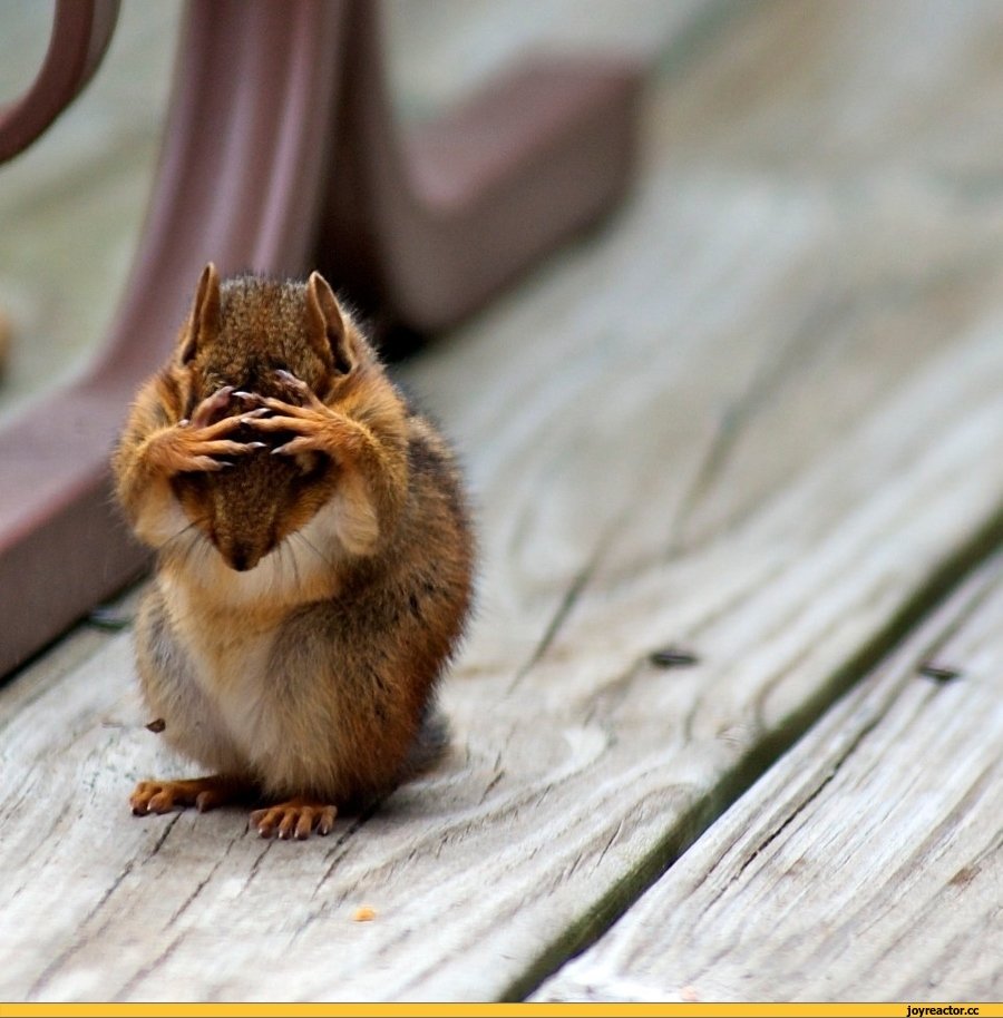 Кларис из чипа и Дейла