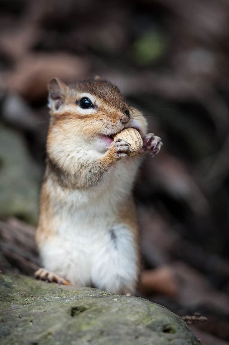 Маленький бурундук