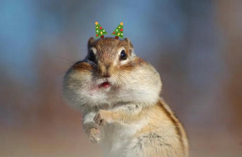 Хомяк и бурундук