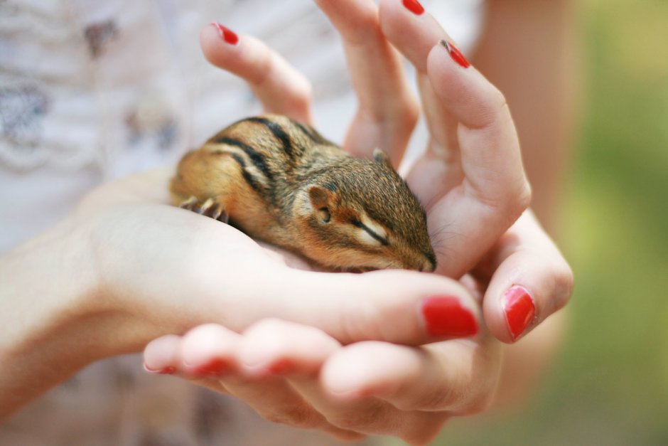 Сумчатый бурундук