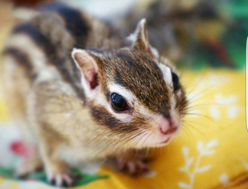 Бурундуки чип и Дейл