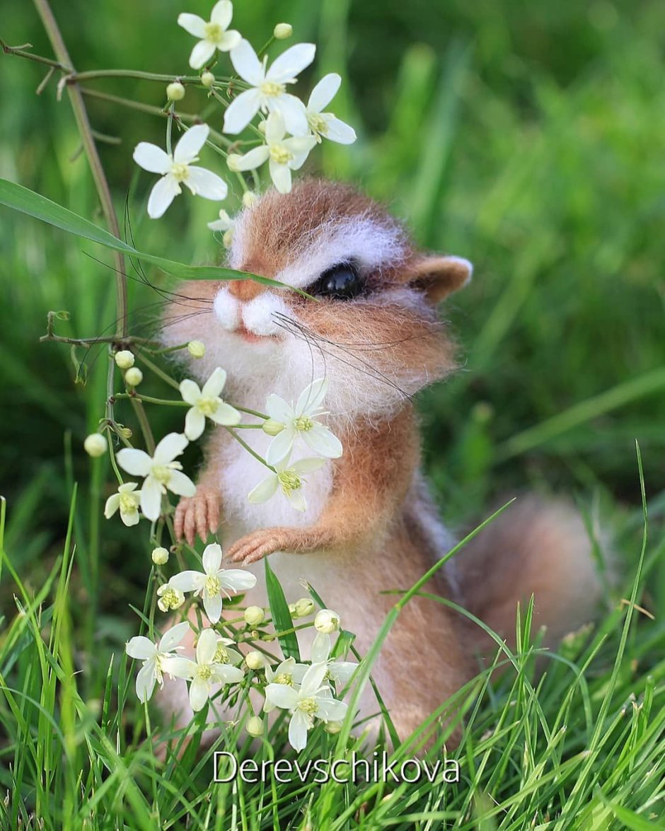 Бурундук спит