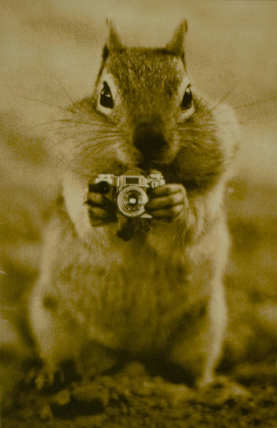 Спящий бурундучок