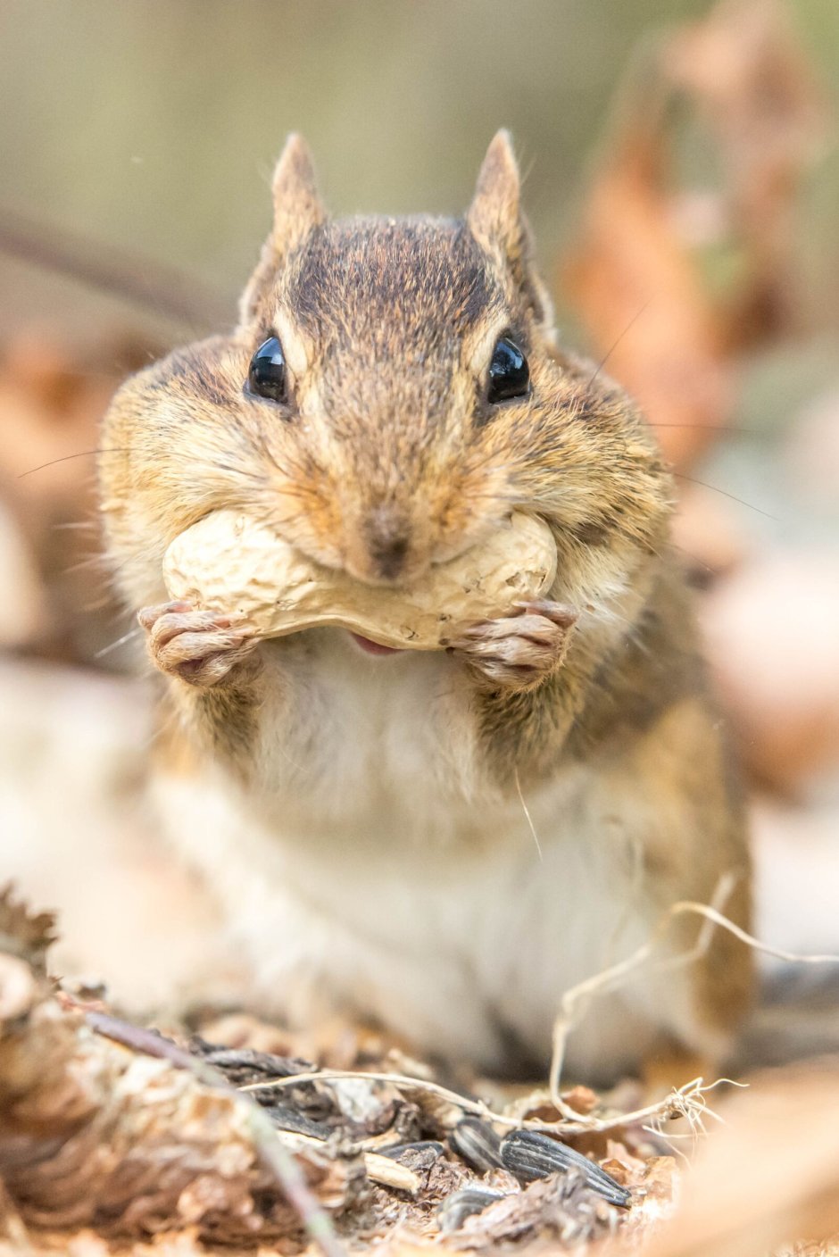 Красивый бурундук