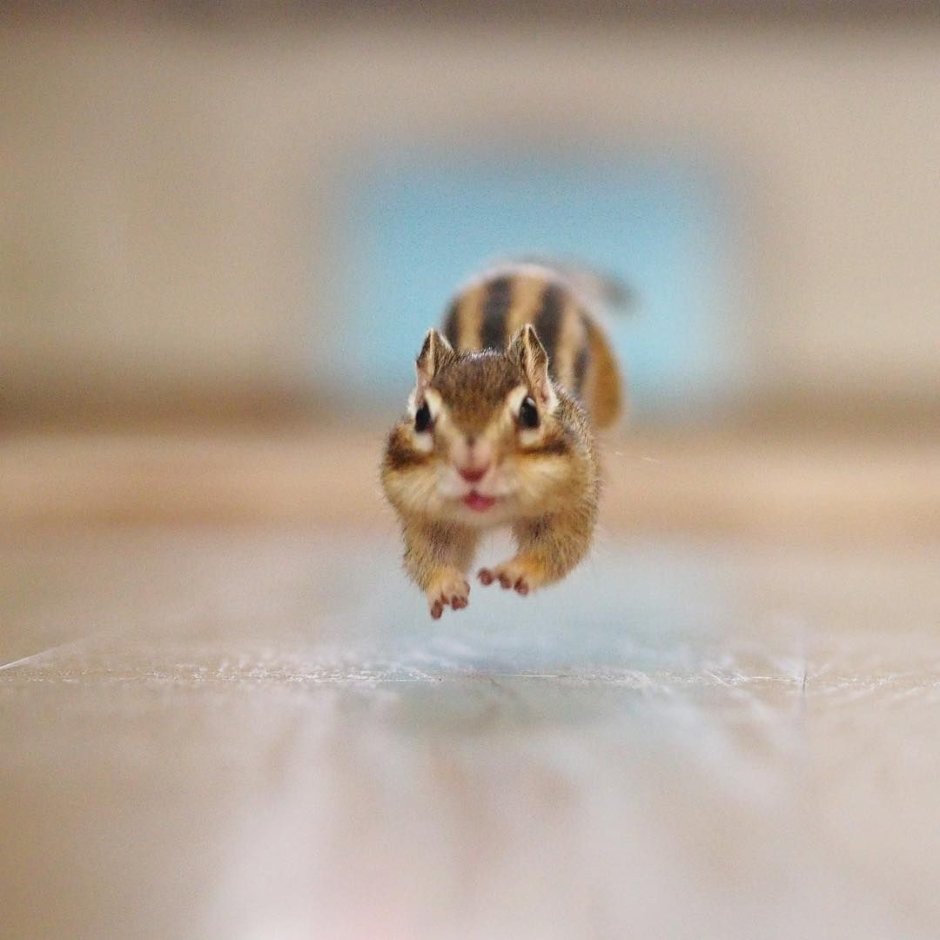 Детёныш бурундук бегает