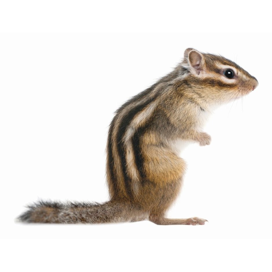 Белка с орехами за щеками