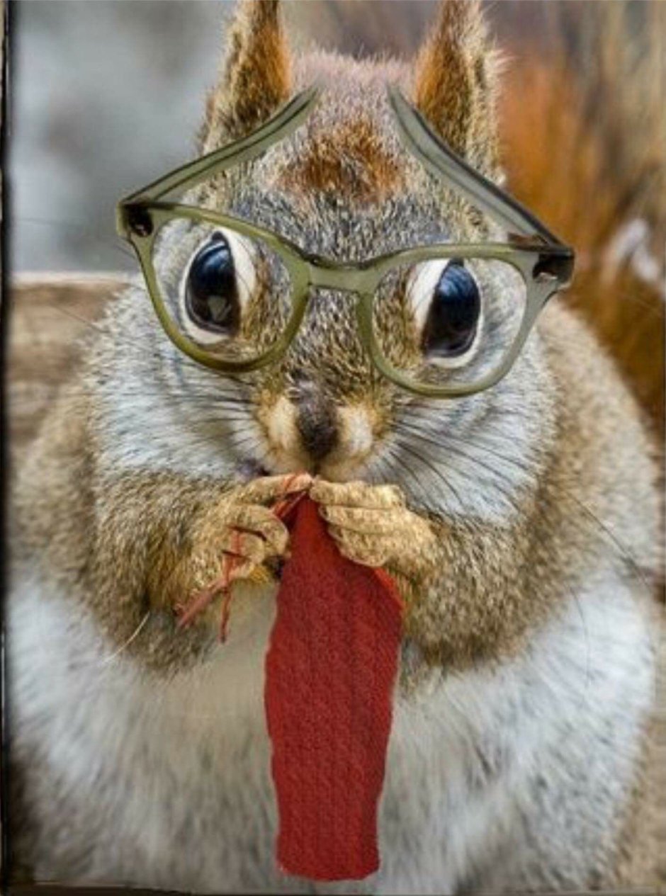 Беличьи бурундуки