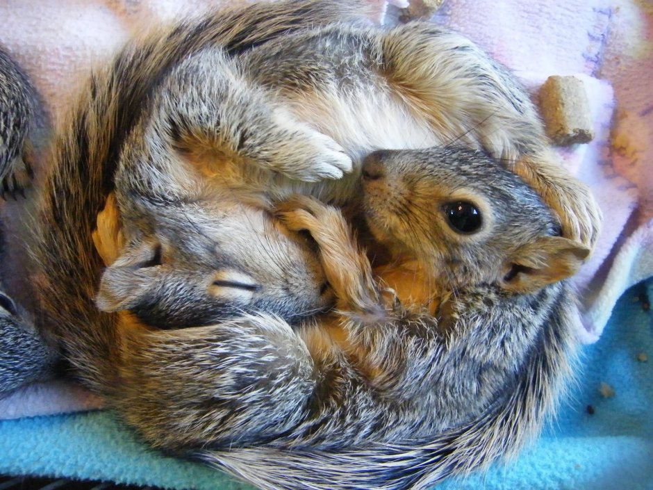 Суслик акварель