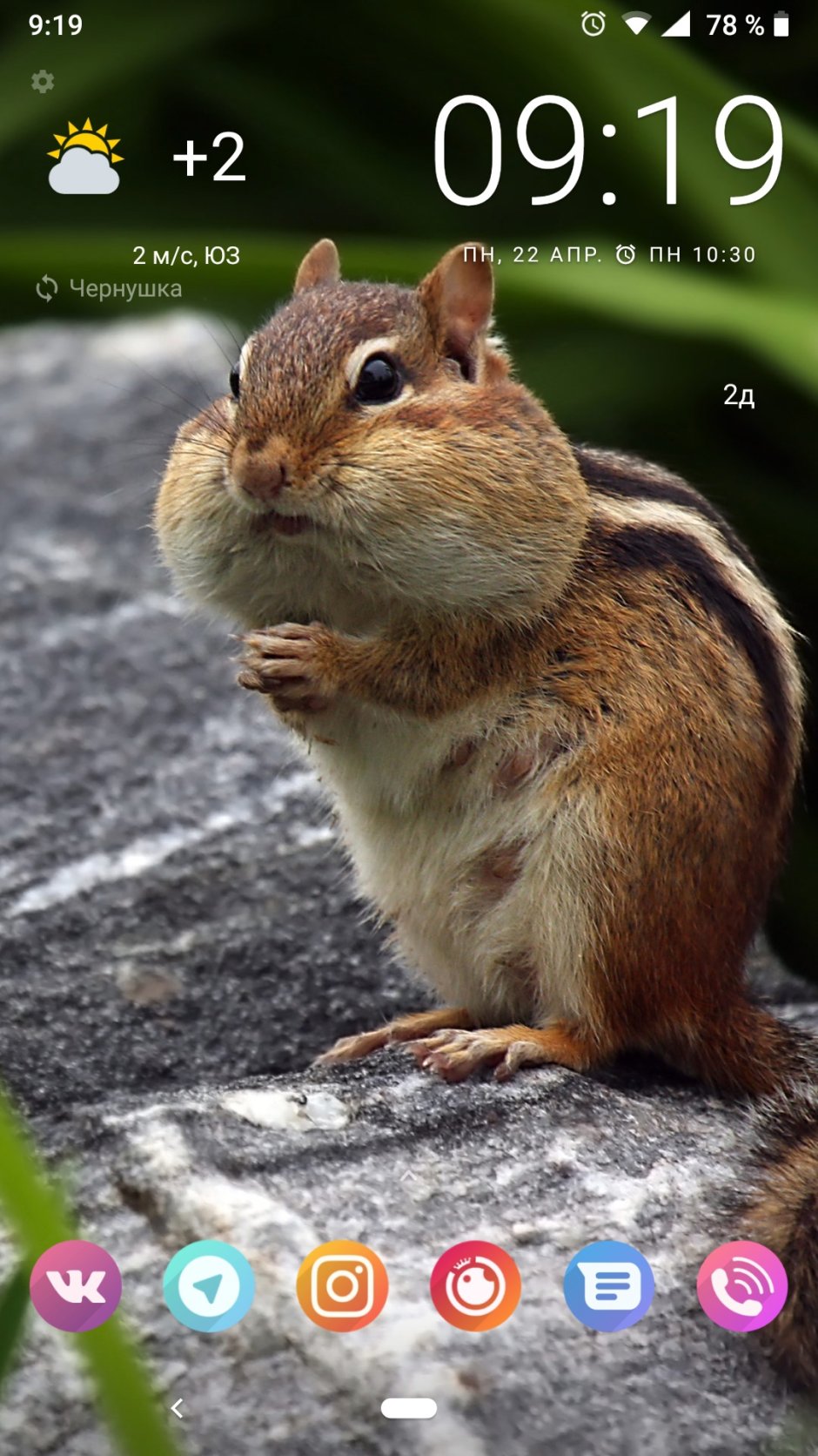 Бурундук живопись