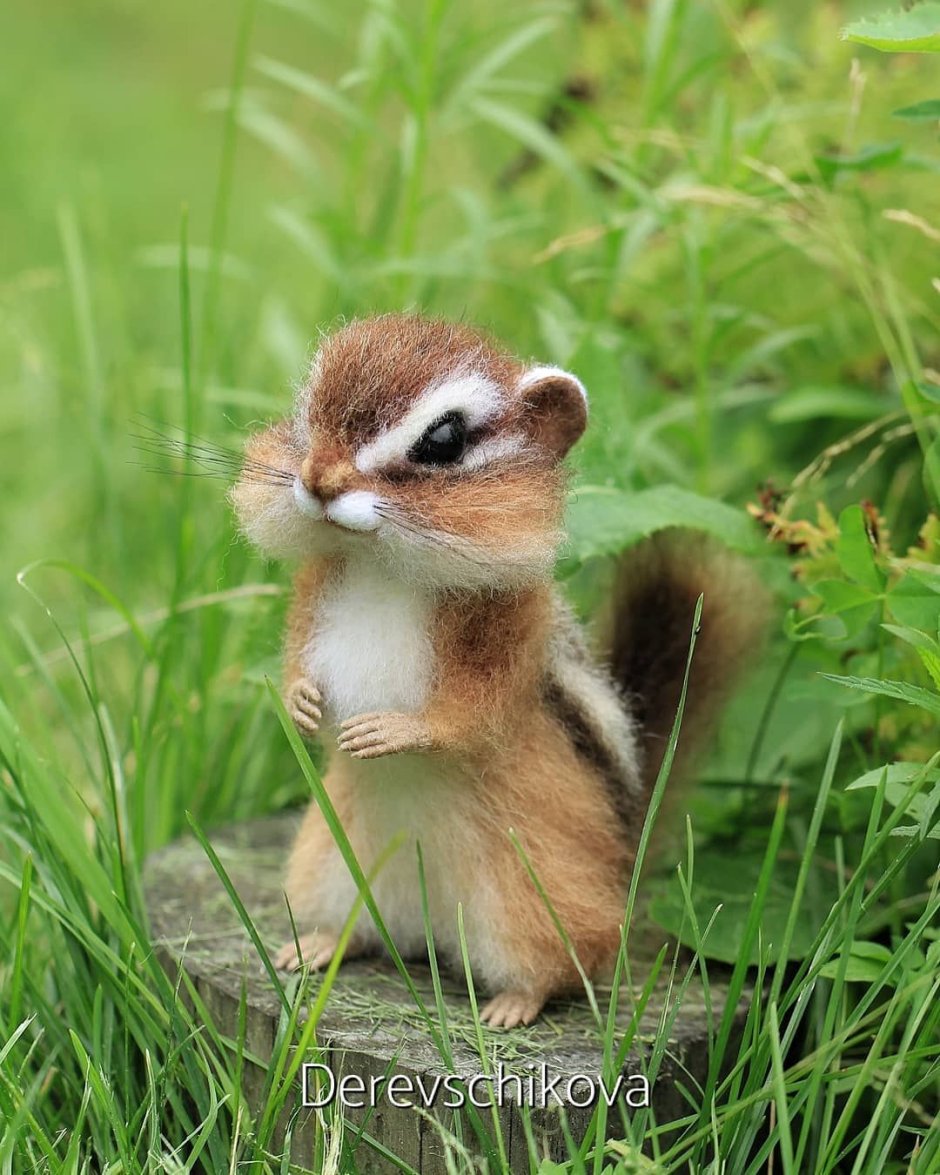 Белка с набитым ртом