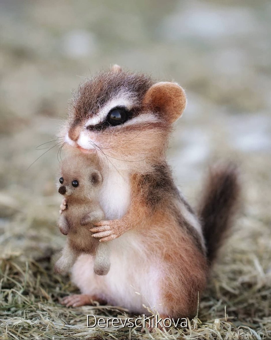 Детеныш бурундука