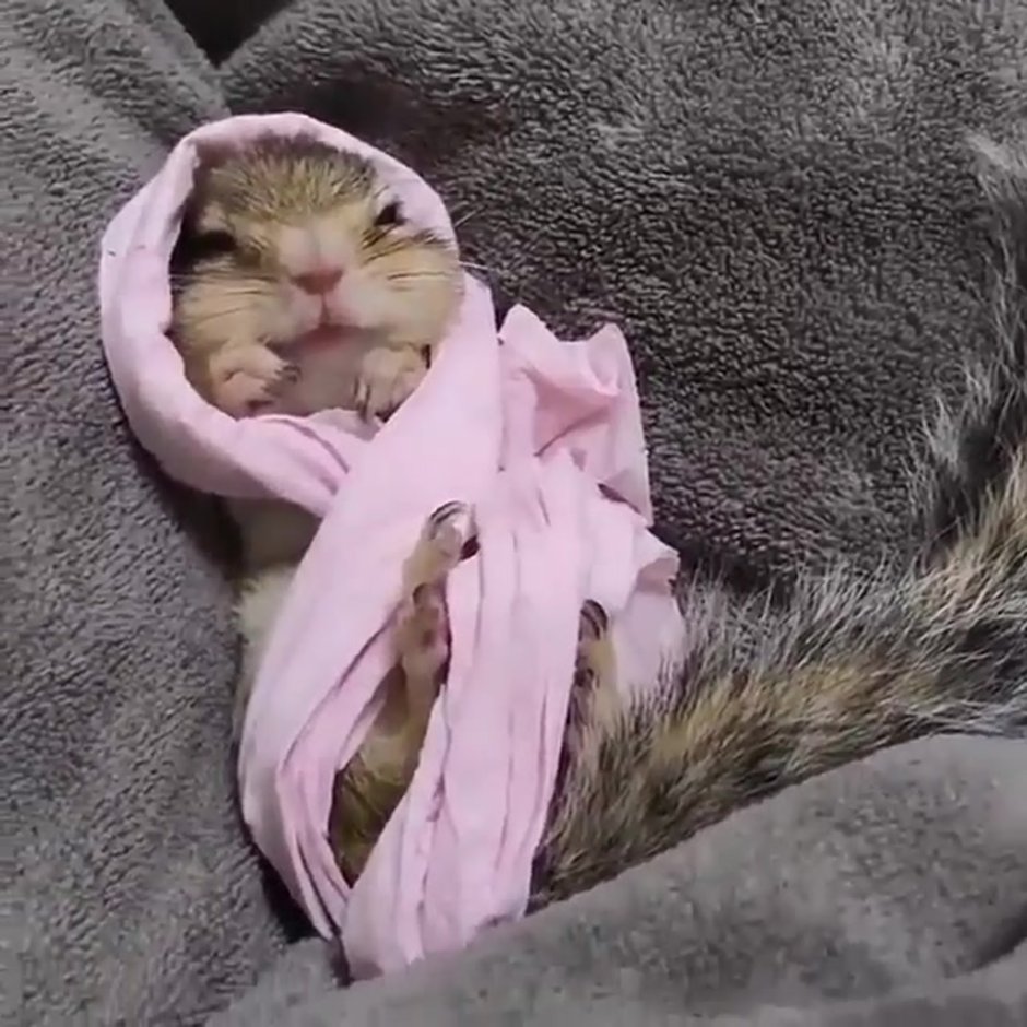 Элвин р бурундуки Теодор