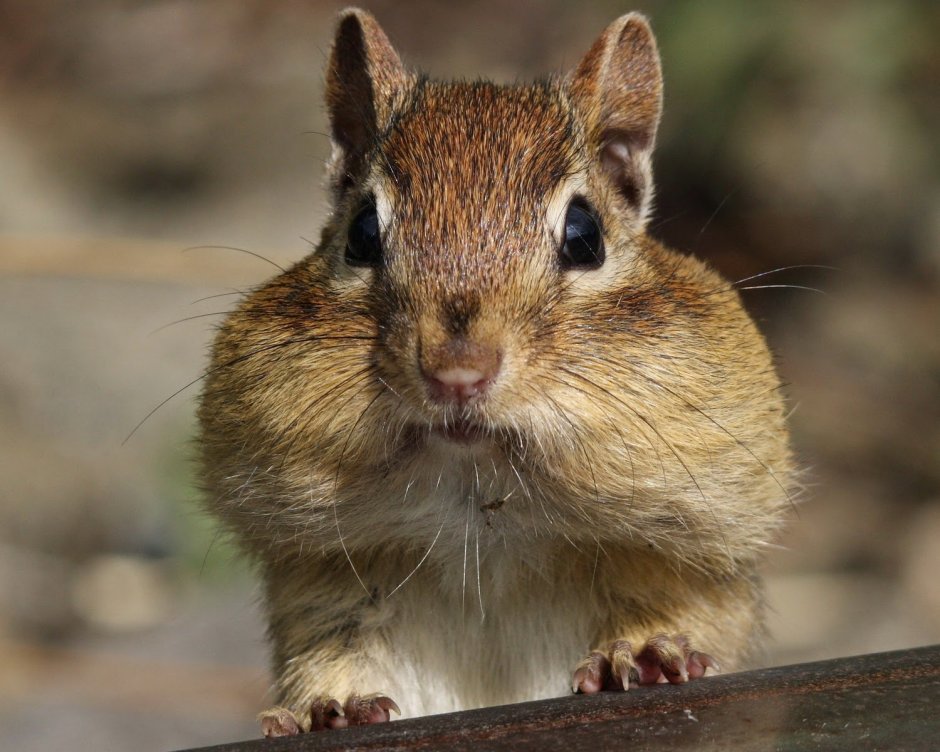 Бурундук на ладони
