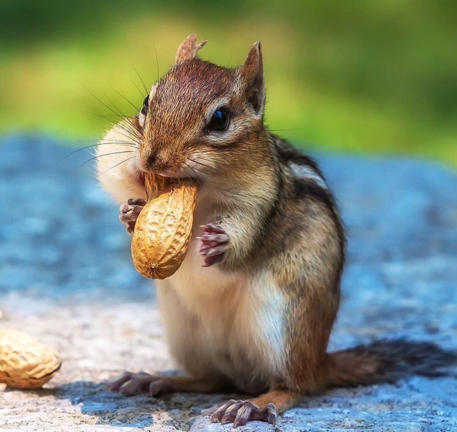 Бурундук Лена