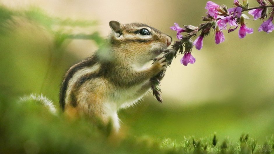 Бурундук на ветке