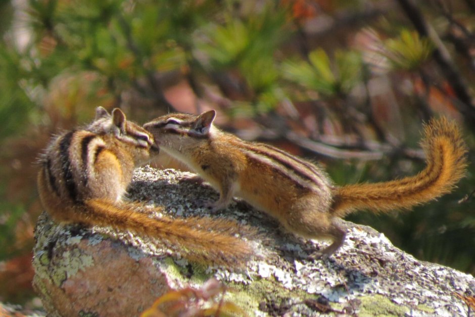 Милые рисуночки бурундук