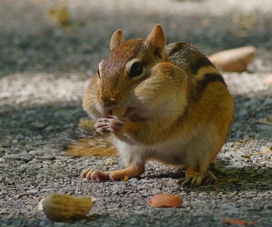 Женя Левина бурундуки