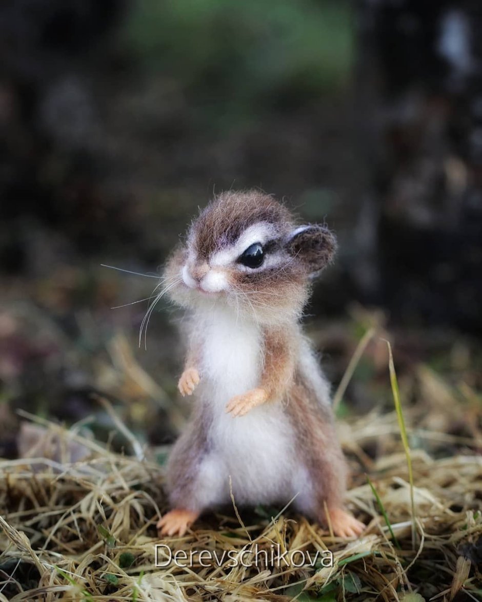 Бурундук обыкновенный