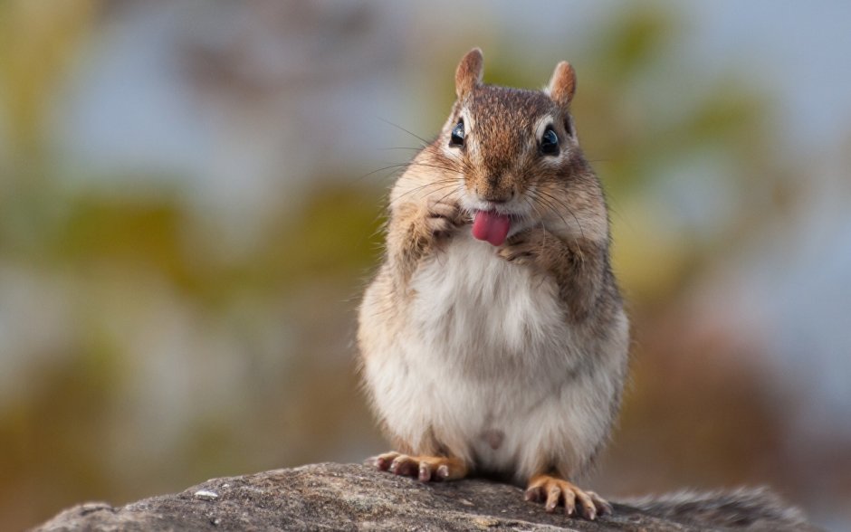 Бурундук домашний