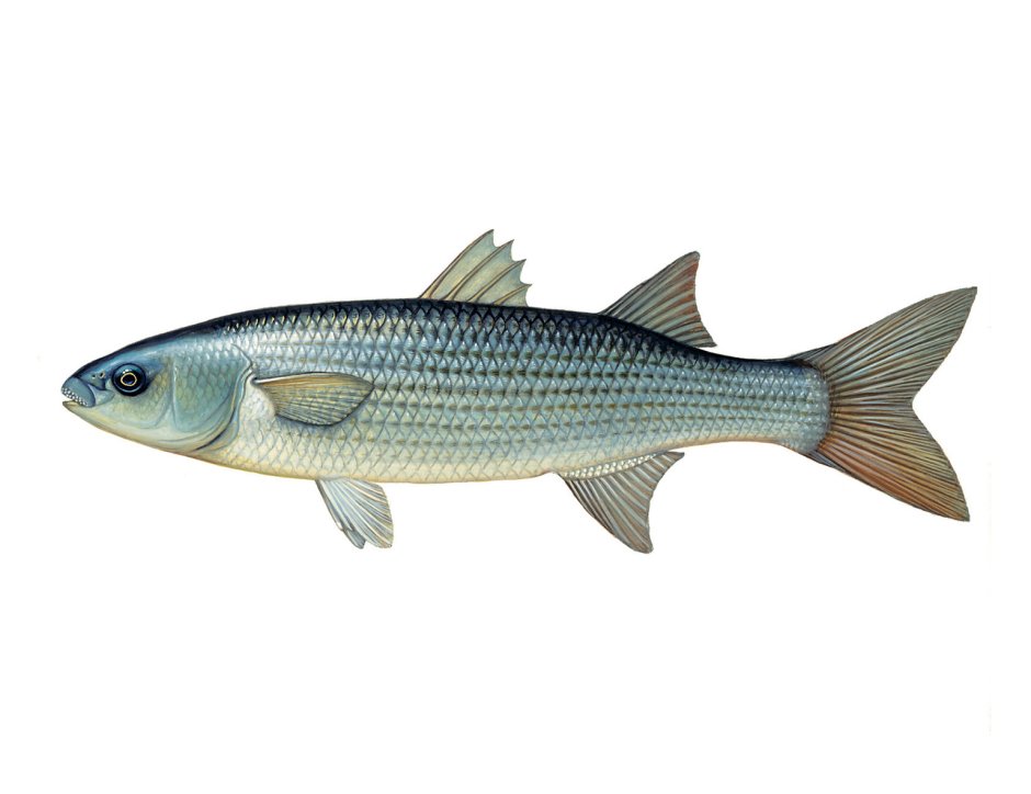 Белый Амур (Ctenopharyngodon Idella)