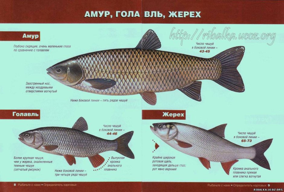 Голавль язь жерех красноперка