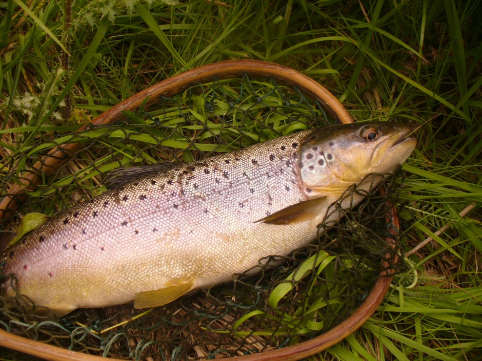 Морская рыба семейства лососевых кижуч