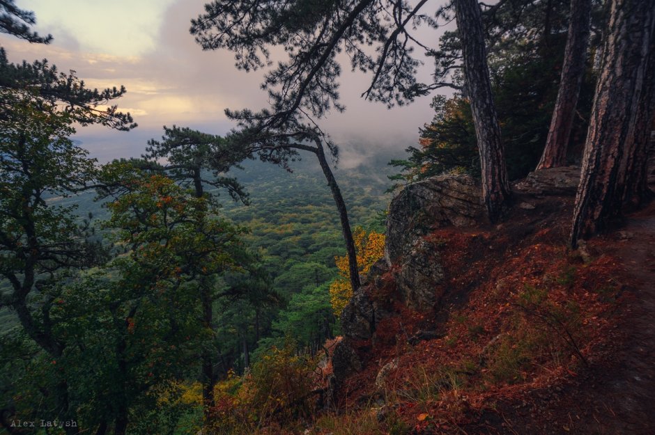 Вечерний Крымский лес